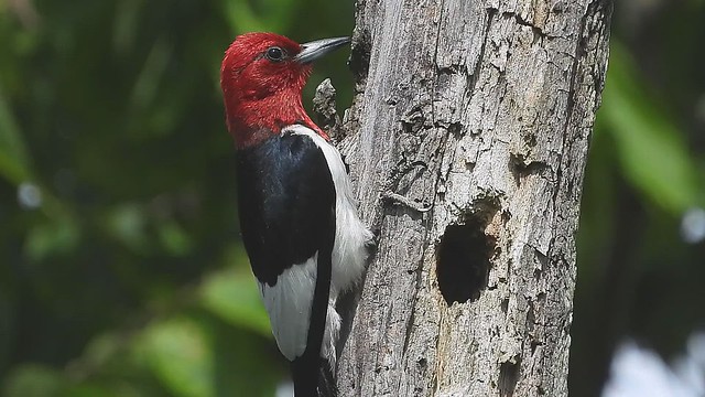 Red-headed Woodpecker_6831.MP4