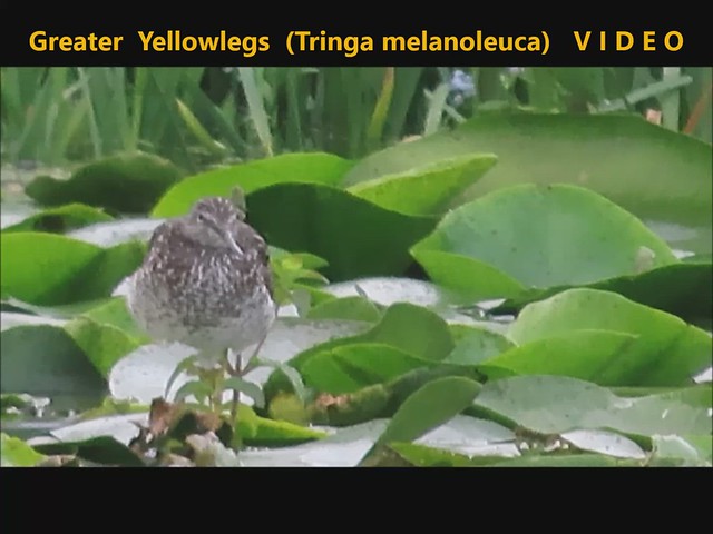 Greater Yellowlegs (Tringa melanoleuca) Co.Kildare 30-07-2022
