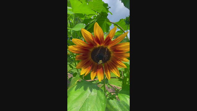 _Sunflower & bees 3