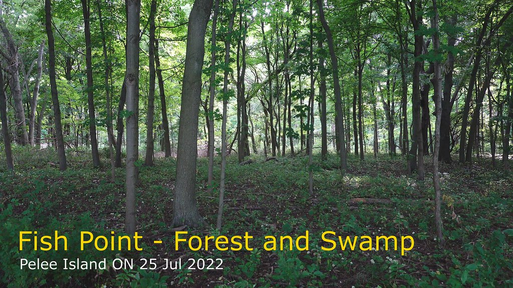 Fish Point- forest and swamp [45 sec]