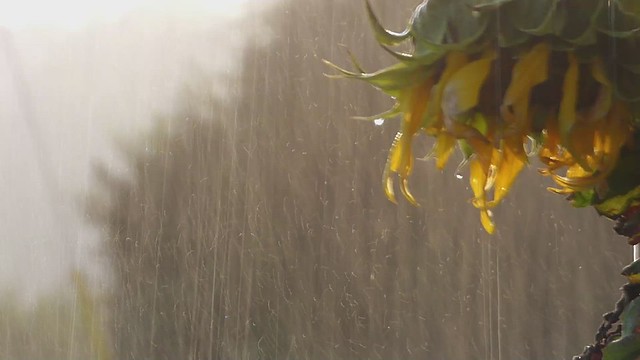 Summer Rain Sunflower ..x