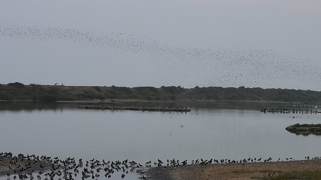 Waders coming in 16.8.22