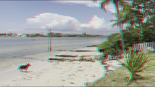 Kennedy & K2 Frolic On Tampa Bay Beach With 3D View Of Plants & Seaside - IMRAN™ (3D anaglyph)