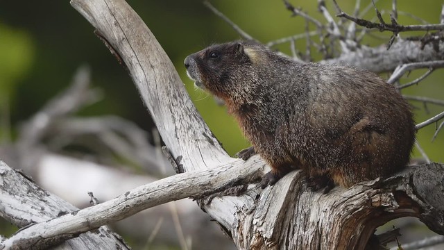 Yellow-bellied marmot on look out log.