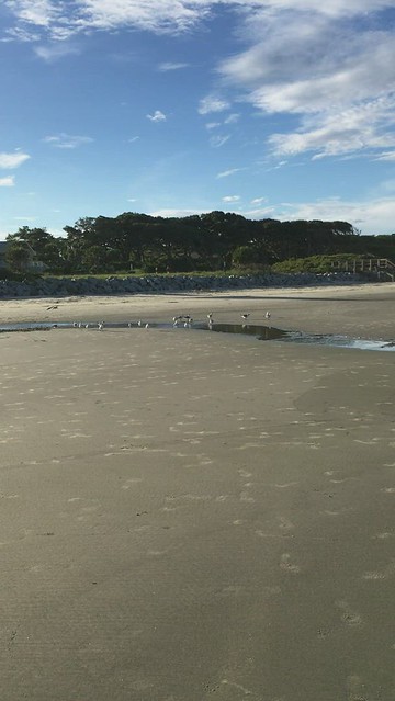 Seagulls on the beach at low tide.
