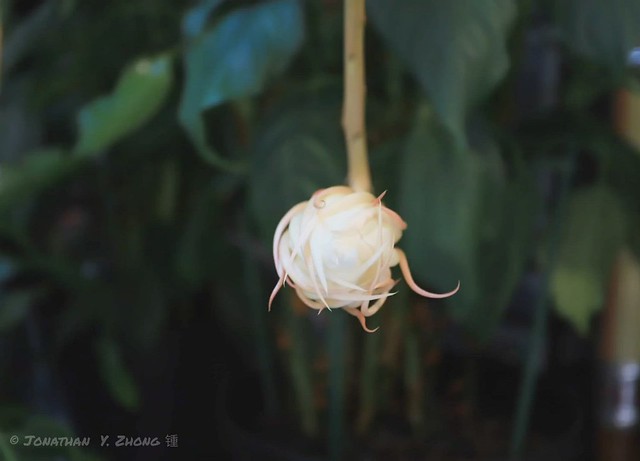 昙花（Epiphyllum oxypetalum）也叫月下美人