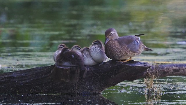 Wood duck family (video) position is everything!