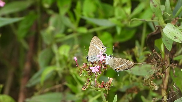 Female Long-tailed Blue attempting to disengage from male after mating.