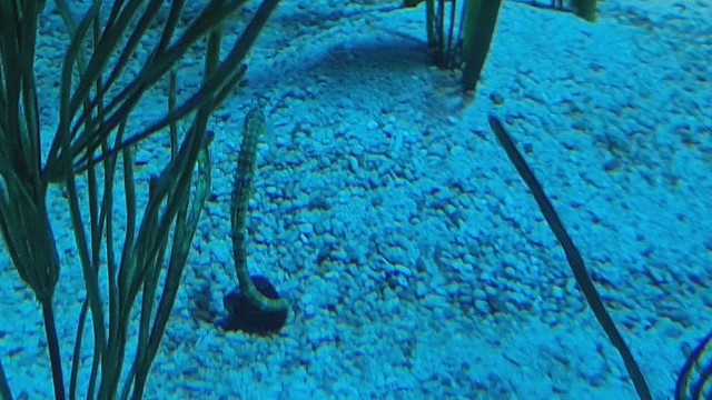 Lovely adult Seahorse calmly moves in water, anchoring at rest. The male seahorse has a pouch at the front of the tail. When mating, the female seahorse deposits up to 1,500 eggs in the male's pouch! Do excuse the video quality - shot through curved glass