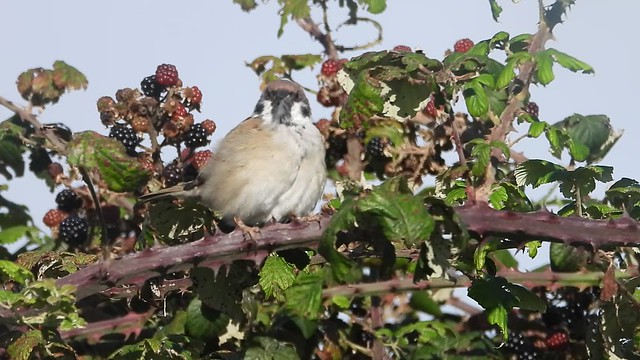 Tree Sparrow Annagassan