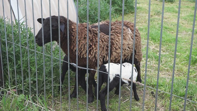 Kate's lambs Oct 2022
