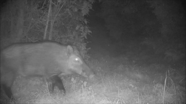 Wild Boar and Friends / Sanglier