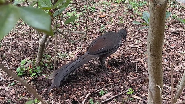 Lyre Bird, Dandenong Range Botanic Gardens, Olinda, Victoria