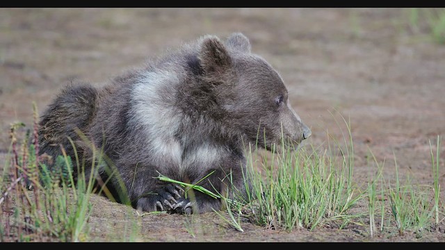 The Adopted Bear Cub