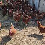 Chickens At Fishkill Farms 