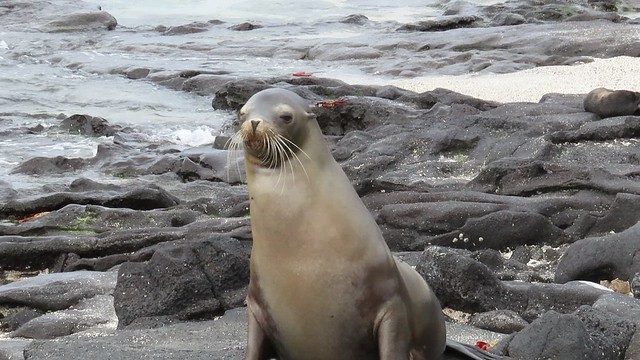 Sea Lion, Chinese Hat, Galapagos, Ecuador