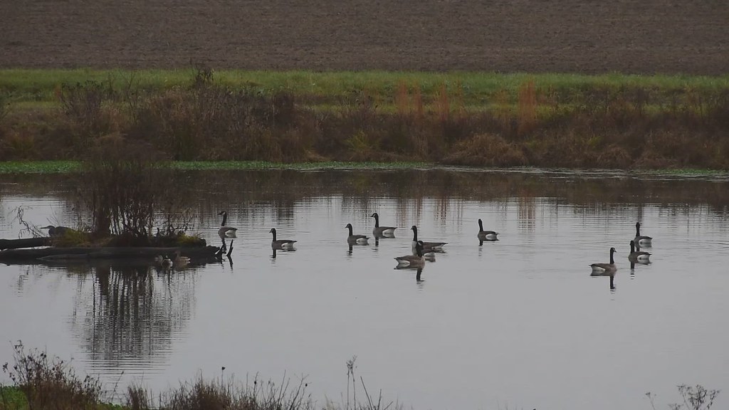 Video: Canada Geese Taking Off (Branta canadensis)