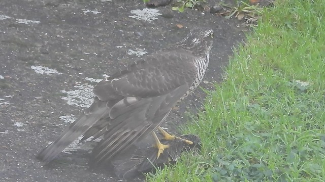Sparrowhawk on Starling, garden, Dec 19 2022, P1 (1)