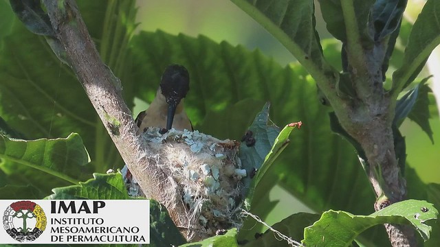 Apparemment les premières images disponibles de ce nid de colibri !