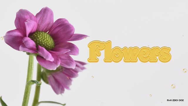 2301 002 Flowers
