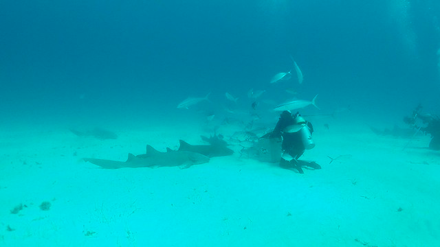 Hammerhead Shark Dive, Bimini, The Bahamas