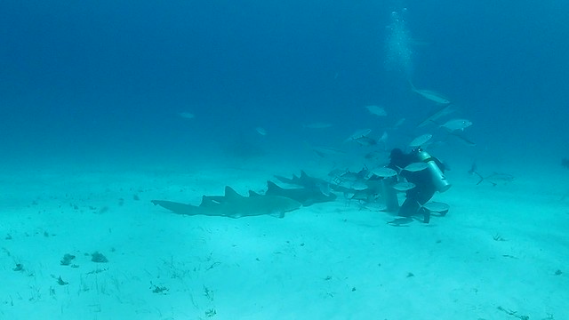 Hammerhead Shark Dive, Bimini, The Bahamas