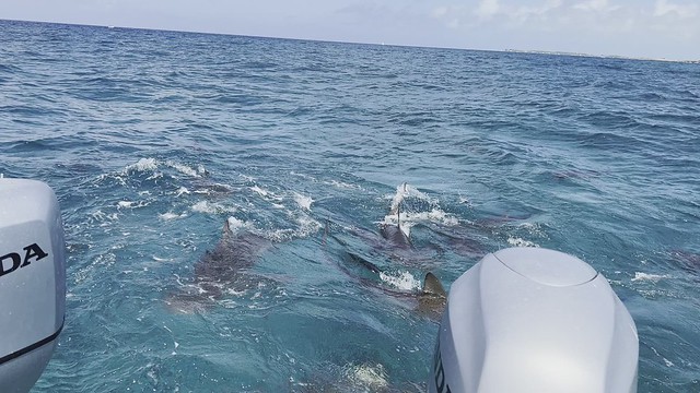 Reef shark, Bimini, The Bahamas