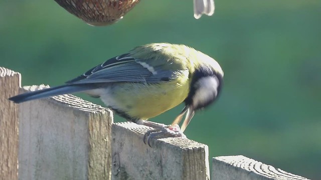 Elongated Great Tit Beak! ..x