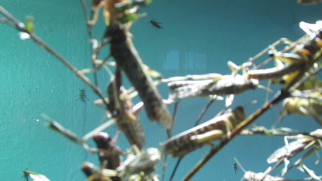 Desert Locust (Schistocerca Gregaria), Tiny Giants, London Zoo, Outer Circle, Regent's Park, City of Westminster and Borough of Camden, London, NW1 4RY (1)