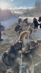 Dog Sled Huskies in Alaska