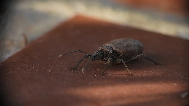Funny walk of this weevil