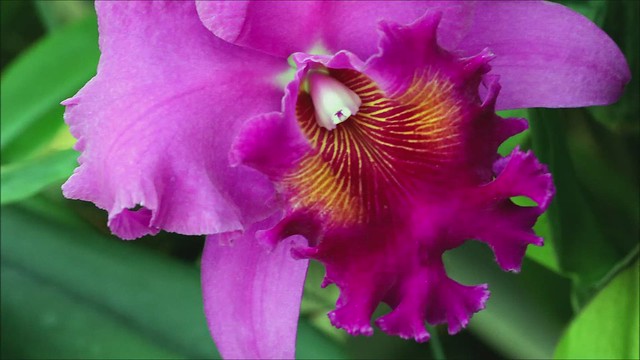 orchid up closer @Duke Farms