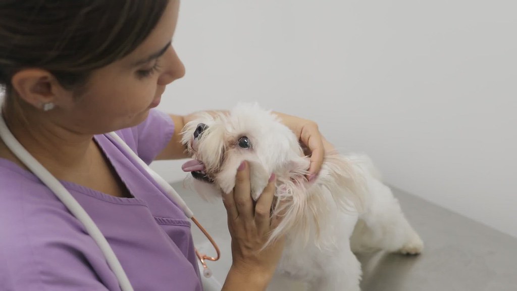 Animal Medical Center - Appleton | Veterinarian Providing Expert Care