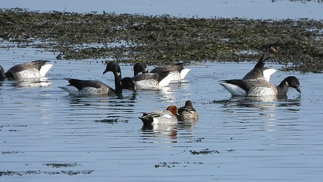 Geese and Widgeon