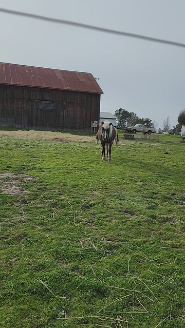 ponies in Petaluma 230303 (1)