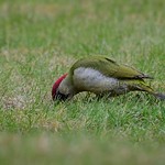 Video: Green Woodpecker (female)