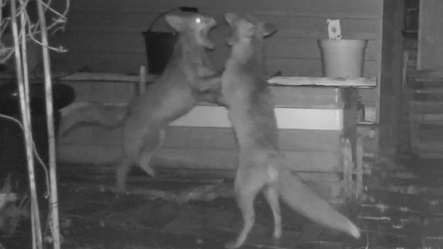 Urban Foxes Playing in our Garden, Worthing West Sussex England 24 March 2023 @230200