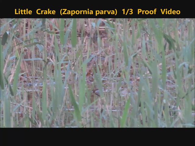 Little Crake (Zapornia parva) Proof Video