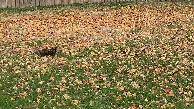 Perky Loved Watching and Chasing Leaves