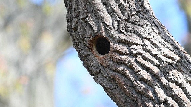 Northern Flicker Digging Out a Nest