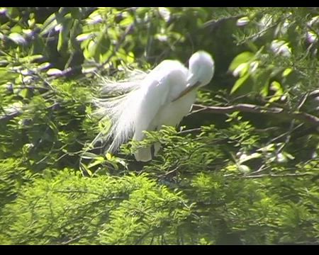 Ardea alba (Great Egret)