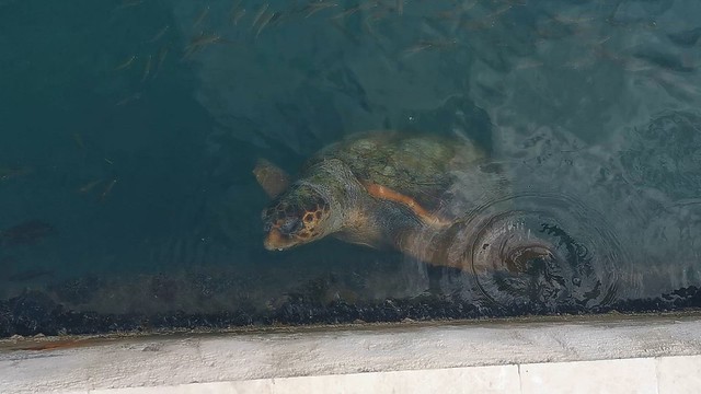 Loggerhead Turtles In Koutavos Lagoon - Video