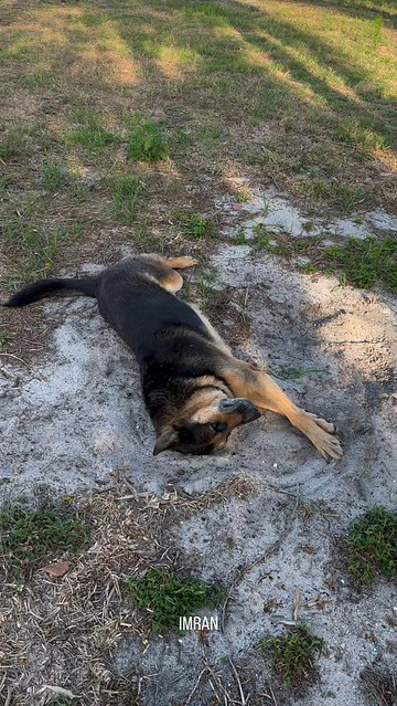GSDDD: German Shepherd Dirt Devil Dog(s), Birds, Boating Tampa Bay Florida- IMRAN™