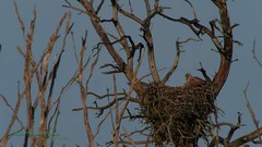 Seeadler / White-tailed eagle