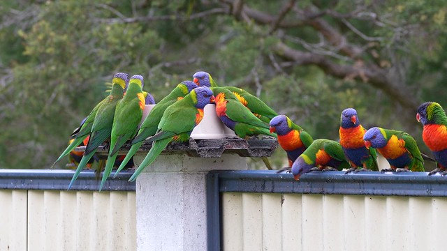 Rainbow Lorikeets call in for dinner-1