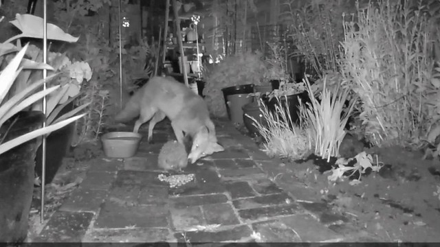 The Hog and Fox, getting along quite well in our garden 16 May 2023 @231514