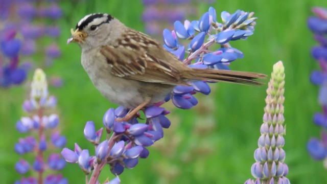 White-Crowned Sparrow on Lupine