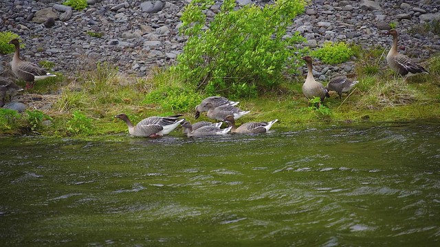 Pink-footed Goose / Heiðagæs  (Anser brachyrhynchos)