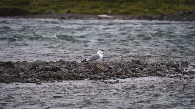 Common Gull / Stormmáfur (Larus canus canus)