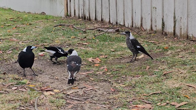 On a sunny autumn morning, Australian magpie family with 2 siblings feed in their area at our garden. As breeding season is near, nearby another family (you can see the juvenile in this video) is trying to take control of the area.